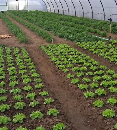 Дом отдыха Casa Da Avo Do Puto *