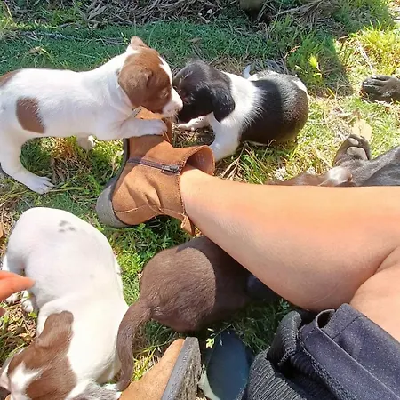 Casa Da Avo Do Puto Дом отдыха *