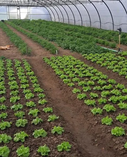 بيت للعطل Casa Da Avo Do Puto *